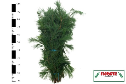 PINUS STROBUS BS 90cm/600g - D