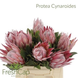 PROTEA CYNAROIDES 40cm - D
