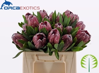 PROTEA Pink Ice / Lancelot 40cm - PROMO