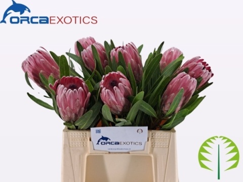 PROTEA Pink Ice / Lancelot 40cm - PROMO