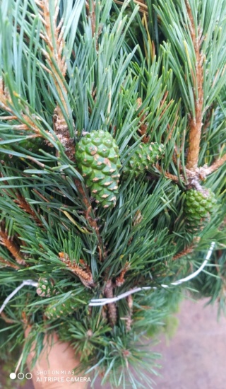 Pino Mugo 500 gr - Liście