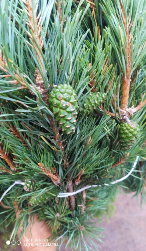 Pino Mugo 500 gr - Liście