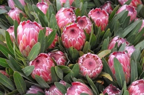 PROTEA LANCELOT 30cm - D