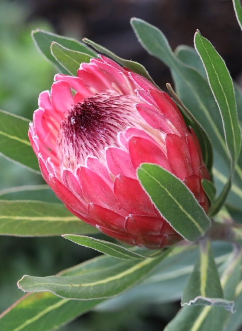 PROTEA LANCELOT 30cm - D