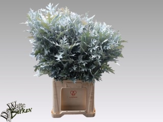 QUERCUS WHITE KLB 80cm - D