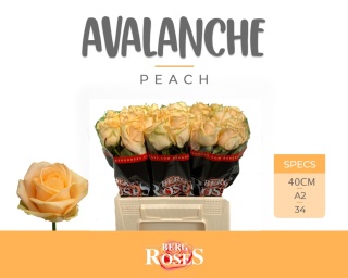 R GR AVALANCHE PEACH+ A2 40cm - D