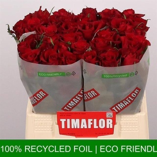 R Gr Ever Red 40 cm - D