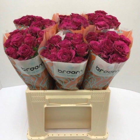 R TR CHEYENNE 50cm - D