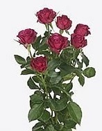 R TR CHEYENNE 50cm - D