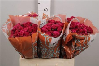 R TR CHEYENNE 50cm - D