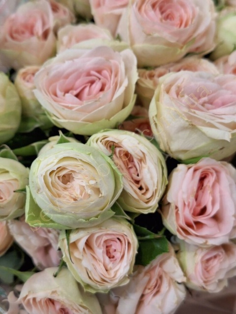 R TR RLM ING KRISTI 60cm - D