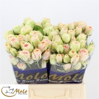 R TR RLM ING KRISTI 60cm - D