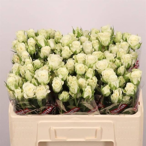 R TR SNOWFLAKE 50cm - D