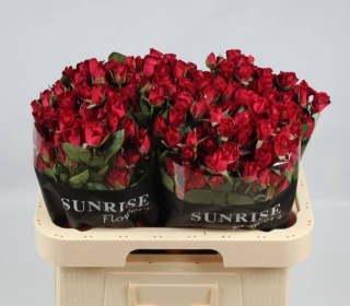 R TR DOMINICA 60cm - D