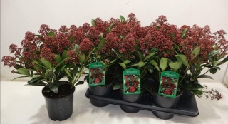 SKIM J RUBELLA 45cm/d15 - PROMO