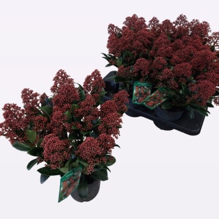 SKIM J RUBELLA 40cm/d15 - D