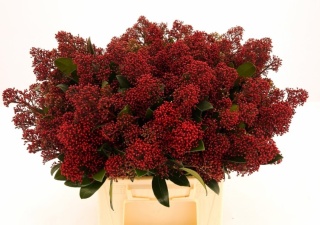 SKIM J RUBELLA BS 40cm - D