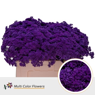 Sedum Lila donker 55cm - D