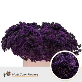Sedum Aubergine 55cm - D