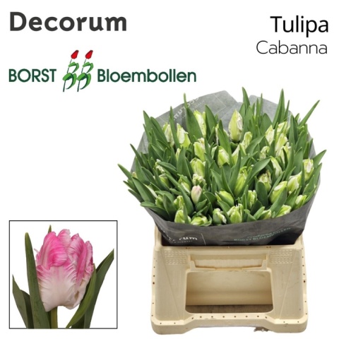 TU PA CABANNA Extra 36cm - PROMO