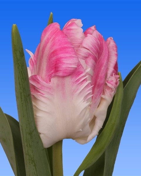 TU PA CABANNA Extra 36cm - PROMO