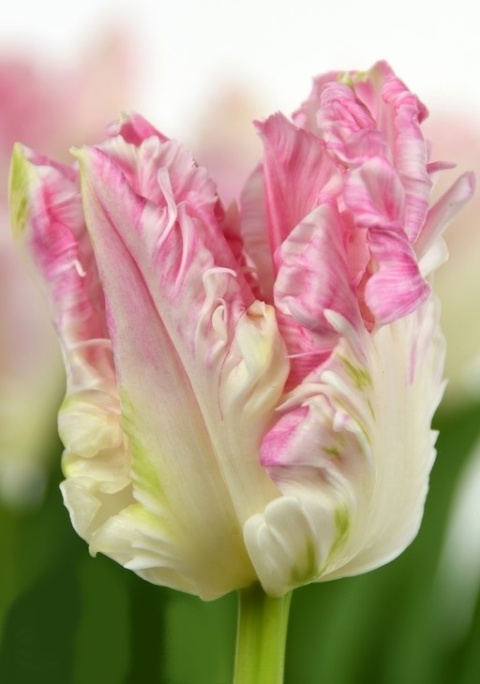 TU PA CABANNA Extra 36cm - PROMO