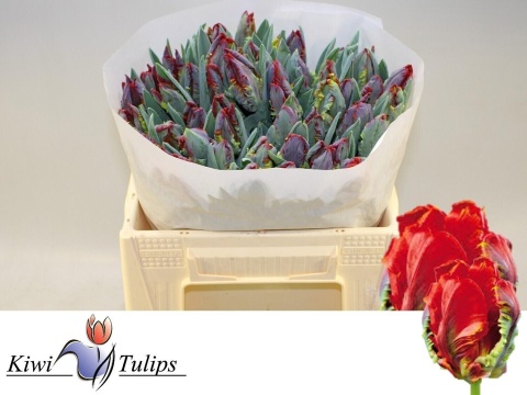 TU PA ROCOCO Extra 38cm - D