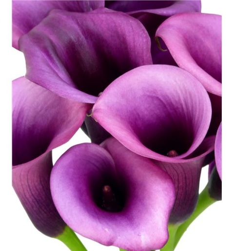 ZANT Calla Durban 45cm - D