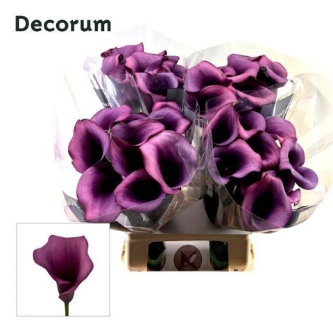 ZANT Calla Durban 45cm - D