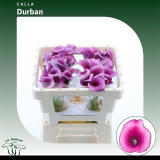 ZANT Calla Durban 45cm - D