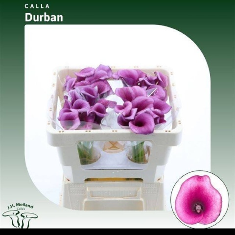 ZANT Calla Durban 45cm - D