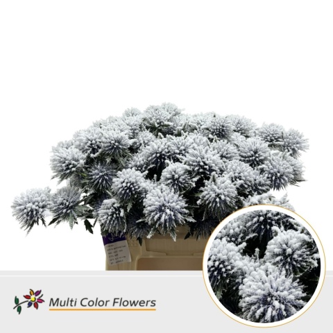 Eryngium Snow 40cm - D