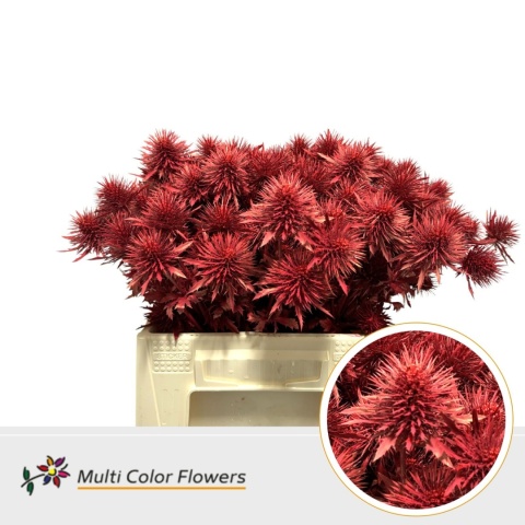Eryngium Rood TIN 40cm - D