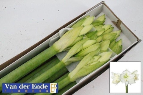 HIPP GA MONT BLANC 80cm - D