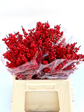 Ilex Ve Rode Bes 40cm - D