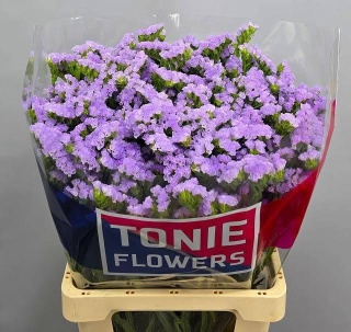 LIM S TONIE LAVENDER 70cm - D