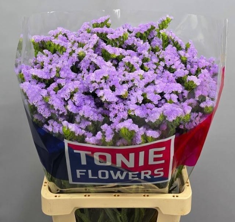 LIM S TONIE LAVENDER 70cm - D