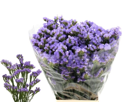 LIM S TONIE LAVENDER 70cm - D
