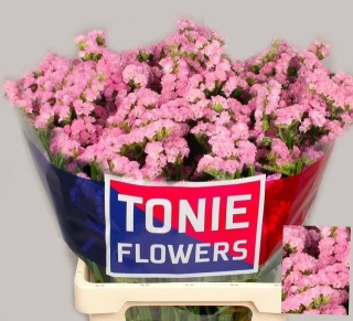 LIM S PRETTY WINGS 60cm - D