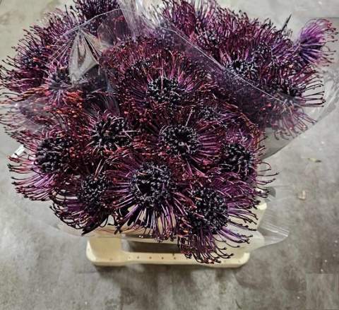 LEUCO NAOMI Aubegine KLB H% 40cm - D