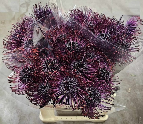 LEUCO NAOMI Aubegine KLB H% 40cm - D