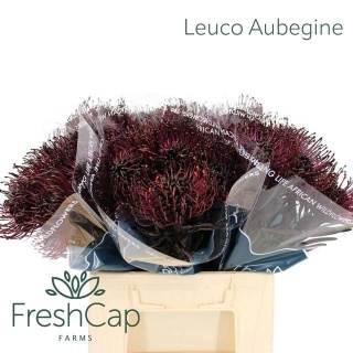 LEUCO NAOMI Aubegine KLB H% 40cm - D