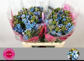 OXY CO TAN PURE BLUE 50cm - D