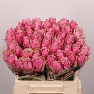 R GR ATHENA ROYALE 40cm - D