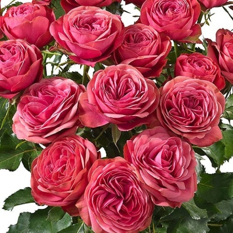 R TR GRA TRENDSETTER 50cm - D