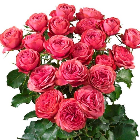 R TR GRA TRENDSETTER 50cm - D