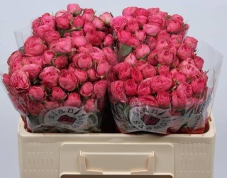 R TR GRA TRENDSETTER 50cm - D