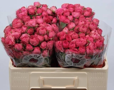 R TR GRA TRENDSETTER 50cm - D