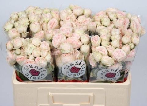 R TR LADY OF TH DAWN 50cm - D