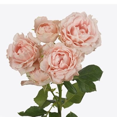 R TR LADY OF TH DAWN 50cm - D